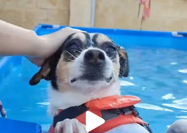La temporada de piscina... en las protectoras de animales: perretes refrescándose a la espera de encontrar un hogar