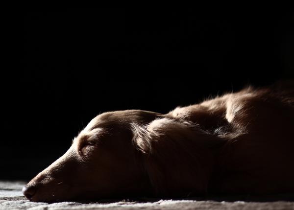 Los tribunales italianos reconocen el derecho de una trabajadora a cuidar de su perro enfermo