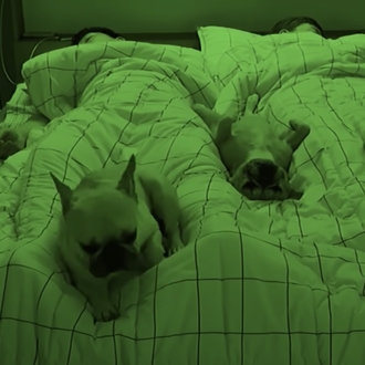 ¿Por qué dormir con uno o varios perros puede impactar …