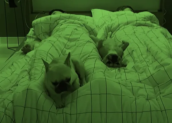 ¿Por qué dormir con uno o varios perros puede impactar sobre la calidad del sueño? Estos vídeos lo demuestran :-)