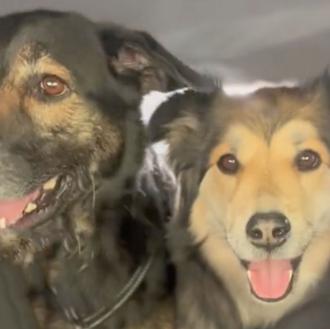 Las geniales charlas digitales de dos amigos perros que ahora …