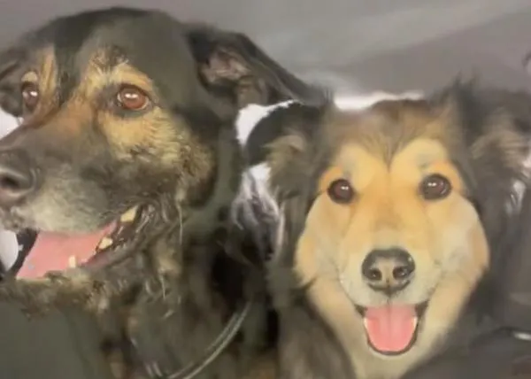 Las geniales charlas digitales de dos amigos perros que ahora viven separados (y sus épicas reuniones)