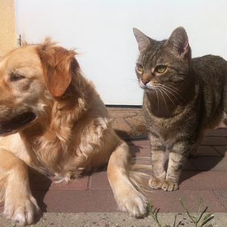 Perros y gatos ante el COVID-19, los expertos siguen desaconsejando …