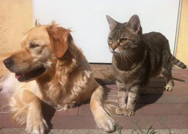 Perros y gatos ante el COVID-19, los expertos siguen desaconsejando los tests a los animales