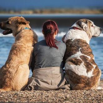 Mujeres y animales víctimas de violencia machista ya forman parte …