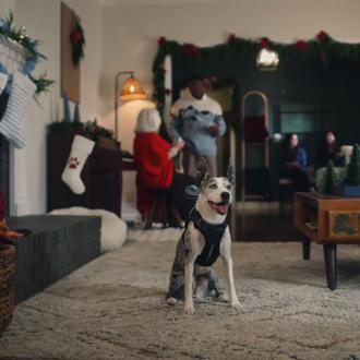 La Navidad desde el punto de vista de una perra …