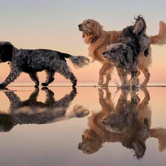Tres por uno: los maravillosos retratos de tres locuelas perras …