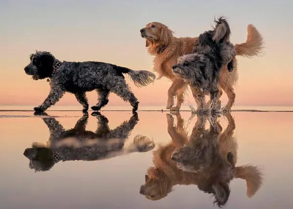 Tres por uno: los maravillosos retratos de tres locuelas perras disfrutando juntas