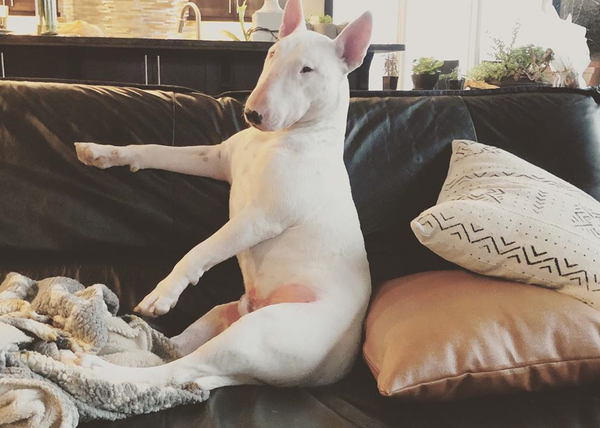 Personajazos perrunos de instagram: Sid, el Bull Terrier zampón y juguetón