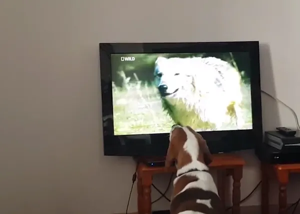 Cuando a los canes les gusta la TV, les gusta con pasión perruna