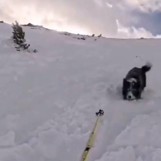 Una esquiadora y su perro desatan una avalancha: están a …