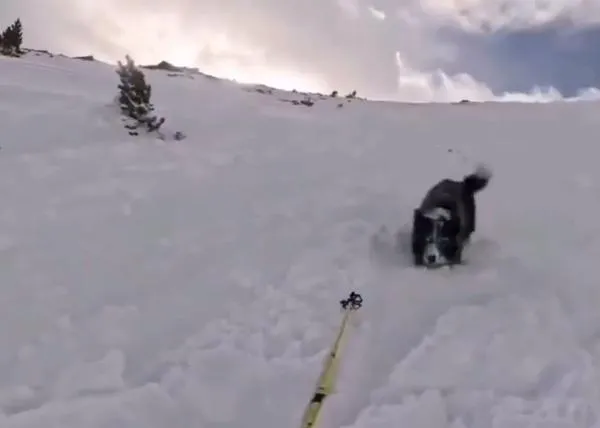 Una esquiadora y su perro desatan una avalancha: están a salvo y ella ha compartido el aterrador momento para concienciar