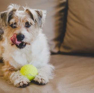 El termómetro de la buena salud para cachorros y perros …