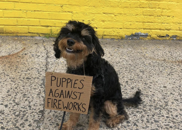 Algunos de los mejores carteles de Baboy, la genial perra de los cartelitos reivindicativos