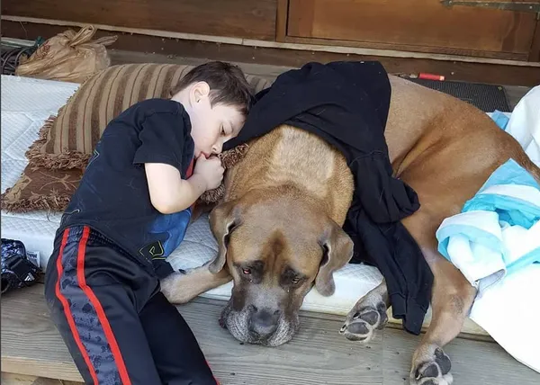 Un perro grandote que quedó paralítico logra recuperarse y vuelve junto a su mejor amigo humano