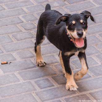 Kit especial cachorros: artilugios e ideas para regalar a perrunos …