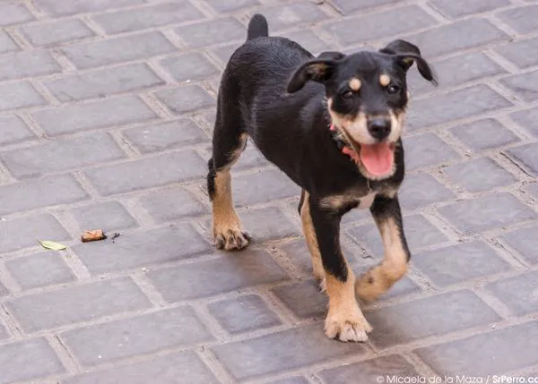 Kit especial cachorros: artilugios e ideas para regalar a perrunos primerizos