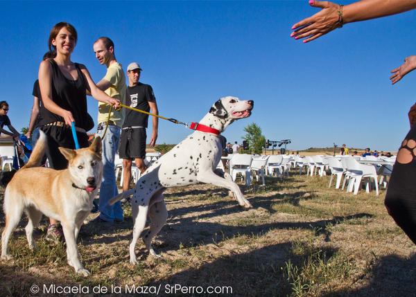 Agenda SrPerro Junio: expos perrunas, surf con perro, fiestas solidarias y tapitas 