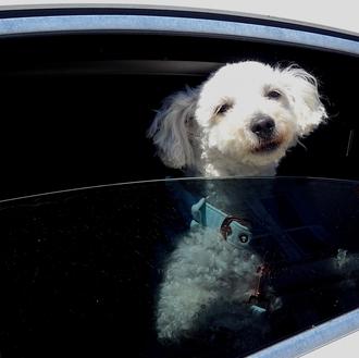Los coches matan a cientos de perros cada año...