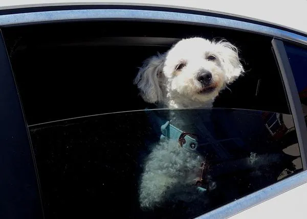 Los coches matan a cientos de perros cada año...