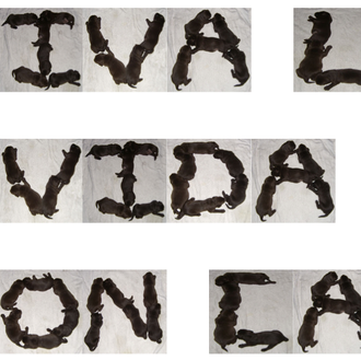 Escribiendo en cachorro: Puppy Text