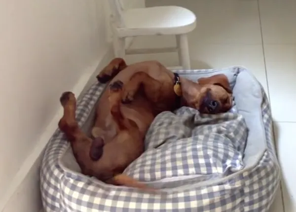 Frank, el salchicha que aprendió a ser feliz... ¡hasta durmiendo!