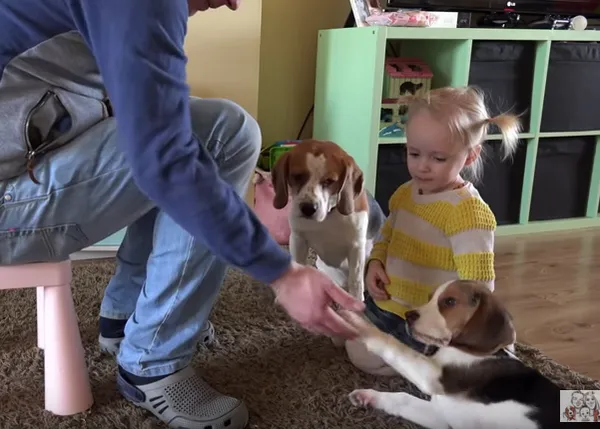 Cómo entrenar a los perros cuando hay un churumbel en casa, versión adorable