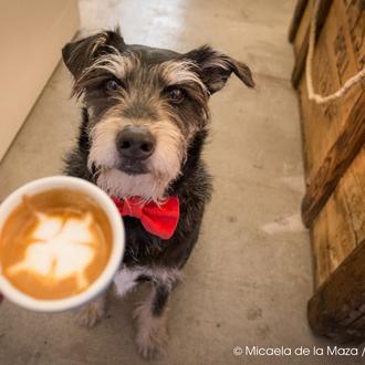 Día Internacional del Café, versión SrPerro: 12 recomendaciones muy guau