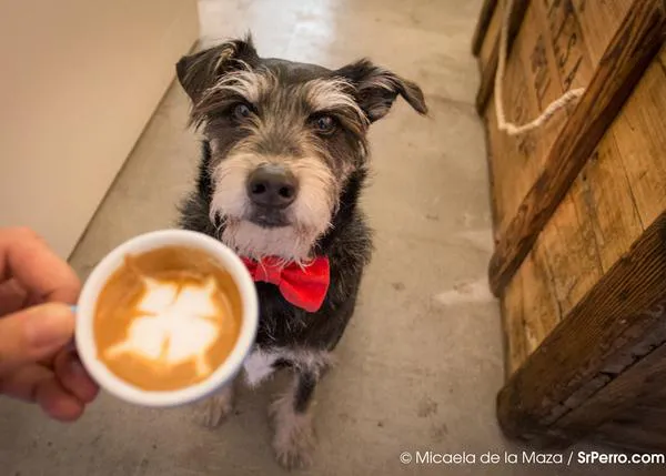 Día Internacional del Café, versión SrPerro: 12 recomendaciones muy guau