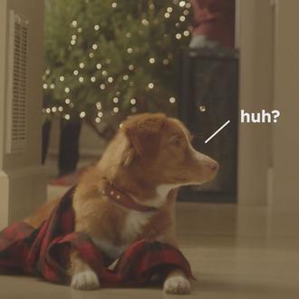 ¿Cómo se rueda un anuncio de Navidad con perros?
