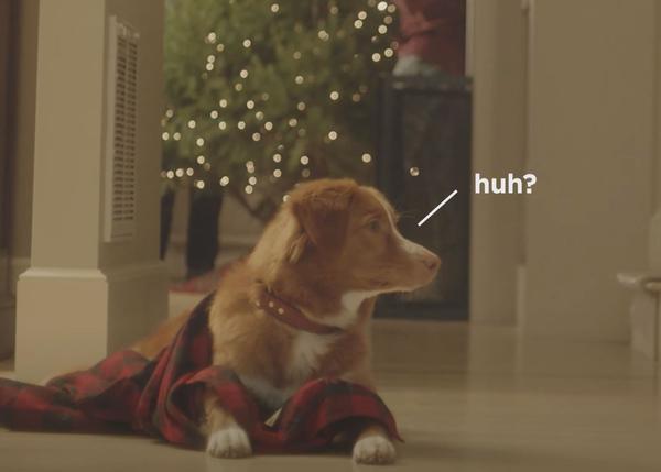 ¿Cómo se rueda un anuncio de Navidad con perros?