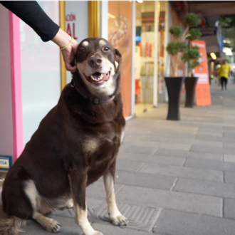 Os presentamos a Vato, el perro cuyo segundo nombre es …
