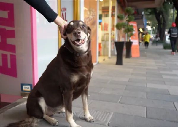 Os presentamos a Vato, el perro cuyo segundo nombre es 
