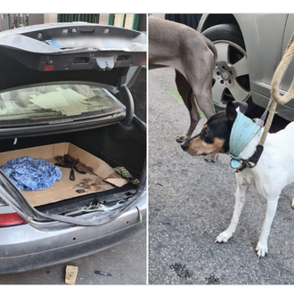 Deja a sus perros encerrados en el maletero del coche …