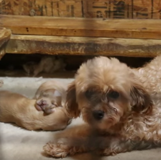 500 historias felices: 500 perros rescatados de una granja de …