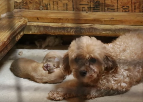 500 historias felices: 500 perros rescatados de una granja de cachorros encuentran un hogar