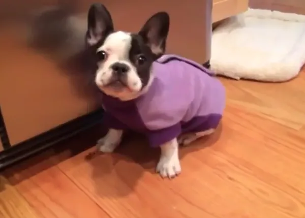 Los cachorrotes y el hipo: reacciones a cada cual más... adorable