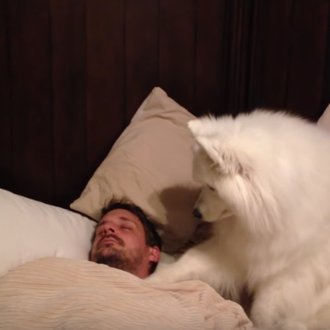 ¿Tienes un DOGspertador en casa? Vídeos de los diversos métodos …