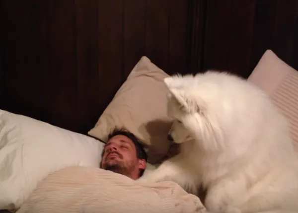 ¿Tienes un DOGspertador en casa? Vídeos de los diversos métodos caninos para despertar a sus humanos