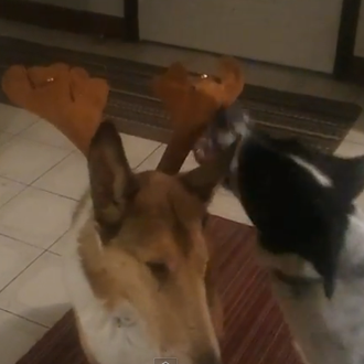 Lo que opinan los canes sobre los cuernos navideños...