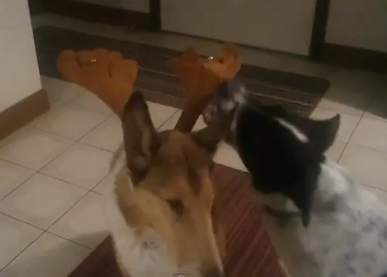 Lo que opinan los canes sobre los cuernos navideños...