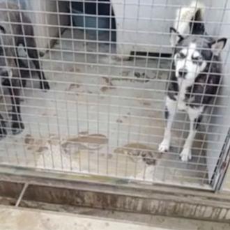 Denuncian el deplorable estado de los perros en la perrera …