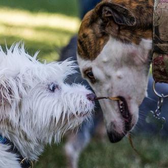 ¡Nuevo concurso de fotos de Galgos 112! Retratos que alegrarán …