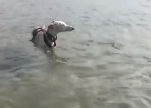Del infierno al paraíso gracias a Galgos del Sur: la nueva vida de la galga Kiki, rescatada de la finca de los horrores de Cabra
