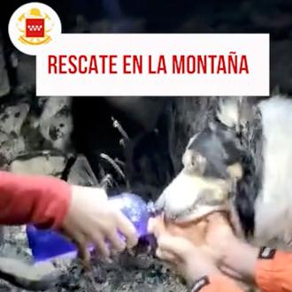 Los bomberos ofrecen consejos básicos para las rutas con perro …