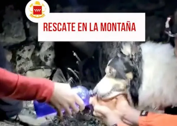 Los bomberos ofrecen consejos básicos para las rutas con perro tras rescatar a un chico y su perrete deshidratado en la montaña