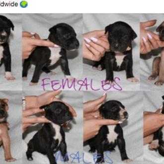 Piden a Facebook que tome medidas para evitar la publicidad …