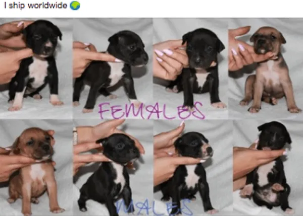 Piden a Facebook que tome medidas para evitar la publicidad sobre peleas de perros en sus páginas