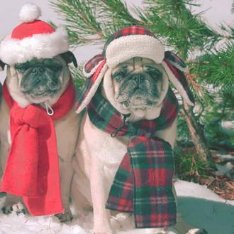 Los carlinos de la Navidad: los pugs de She & Him