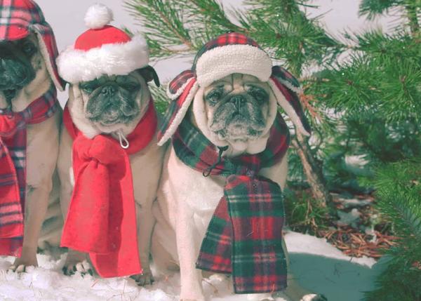 Los carlinos de la Navidad: los pugs de She & Him